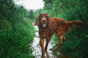 Фотосъемка животных. Фотосессия в ливне — Зотов Александр Евгеньевич