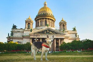 фотосъемка собак — Зотов Александр Евгеньевич