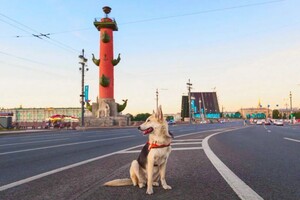 фотосъемка собак — Зотов Александр Евгеньевич