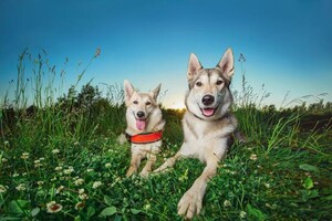 фотосъемка собак на природе — Зотов Александр Евгеньевич