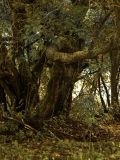 Иван Пальников — фотограф (Тамбов)