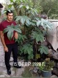 Акобян Вануш Татосович — плиточник, мастер на все руки, маляр-штукатур (Калуга)