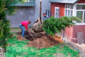 Озеленение — Савельев Роман Арьевич