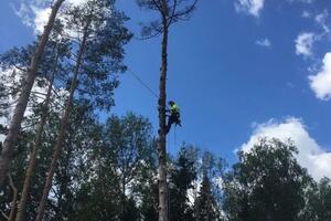 Удаление сухой сосны — Чернышов Антон Юрьевич