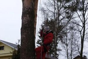 Обрезка веток и кронирование без повреждения ствола и коры дерева — Могучев Александр Александрович