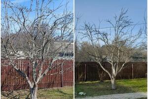 Весенняя обрезка яблони — Станков Андрей Андреевич