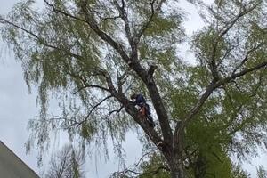 процесс удаления берёзы — Сысоев Олег Михайлович