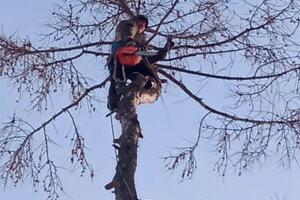 Удаление дерево — Воронов Николай Сергеевич