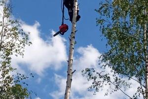 Удаление деревьев — Воронов Николай Сергеевич