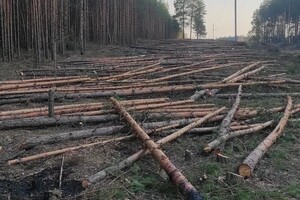 Расчистка под ЛЭП — Гатаулин Алексей Игоревич