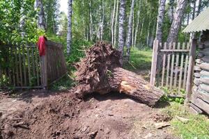 Корчевание пня, расчистка территории в ручную без применения тяжелой техники — Иванов Анатолий Юрьевич