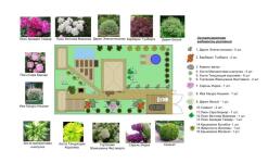 Дендроплан с ассортиментной ведомостью растений. — Малыгина Мария Владиславовна