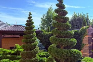 Бурдюков Алексей Николаевич — Хвойные растения с декоративной стрижкой. — Портфолио №3