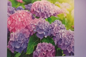 Гладкова Анна Юрьевна — Портфолио №5