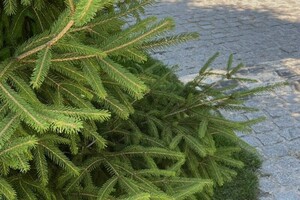 Карачун Виктория Константиновна — Портфолио №36