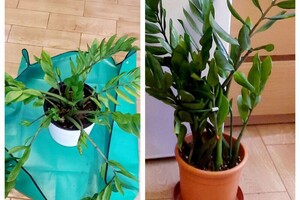 Поспелова Лилия Владимировна — Реанимация растений — Портфолио №1