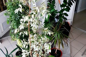 Поспелова Лилия Владимировна — Реанимация растений — Портфолио №2