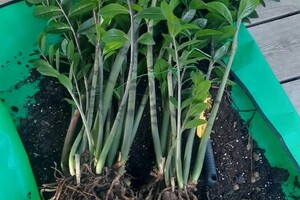 Поспелова Лилия Владимировна — Пересадка — Портфолио №3