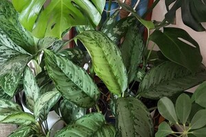 Поспелова Лилия Владимировна — Озеленение — Портфолио №4