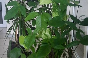 Поспелова Лилия Владимировна — Уход за комнатными растениями — Портфолио №5