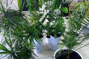 Поспелова Лилия Владимировна — Озеленение — Портфолио №6