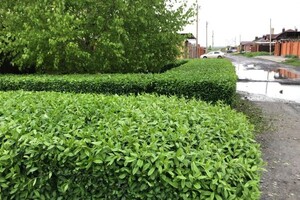 Семенченко Дмитрий Николаевич — Портфолио №7