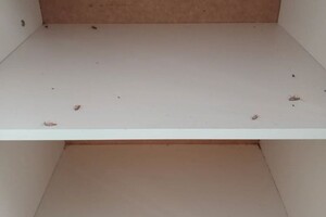 Васильев Александр Викторович — Уничтожение тараканов — Портфолио №14