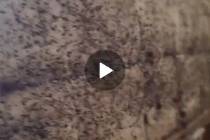 Васильев Александр Викторович — Уничтожение клопов — Портфолио №7