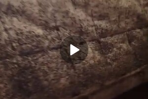 Васильев Александр Викторович — Уничтожение клопов — Портфолио №8