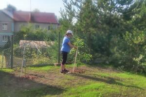 Посадка плодовых деревьев — Орешникова Мария Евгеньевна