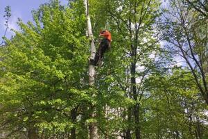 Трухлявая березка — Слободьянов Владимир Владиславович