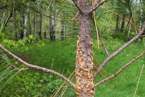 болезнь сосны веймутовой — Ващев Ян Викторович