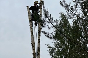 удаление деревьев по частям — Ващев Ян Викторович