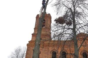 Удаление старого вяза на кладбище — Смирнов Артур Вячеславович