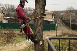 Спил дерева — Слесарев Иван Петрович