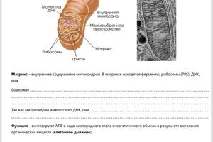 Так выглядят конспекты. Яркие, с большим количеством картинок, таблиц и схем! Конспекты - необходимость, так как для... — Елизарова Ксения Евгеньевна