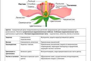 Так выглядят конспекты. Яркие, с большим количеством картинок, таблиц и схем! Конспекты - необходимость, так как для... — Елизарова Ксения Евгеньевна