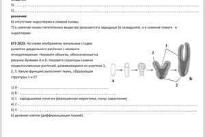 Сразу в теоретических уроках мы иногда разбираем задания, которые были на реальном ЕГЭ. Чтобы сразу применить... — Елизарова Ксения Евгеньевна