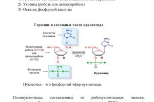 Конспект по нуклеиновым кислотам — Новодворская Елена Александровна