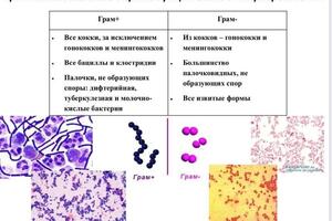 Презентация по микробиологии — Новодворская Елена Александровна