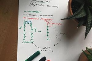 Ботаника наглядно — Черныш Наталия Алексеевна