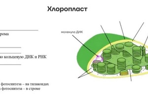 часть из рабочей тетради — Джаппарова Эльзара Серверовна