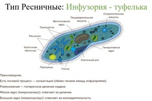 так выглядит один слайд из презентации. — Джаппарова Эльзара Серверовна