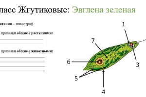 так выглядит часть рабочей тетради. Ученик заполняет пустые строчки во время моего объяснения или после занятия, что... — Джаппарова Эльзара Серверовна