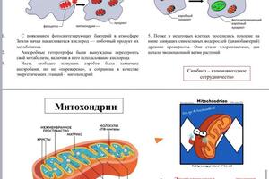 Портфолио №1 — Киселева Дарья Владимировна