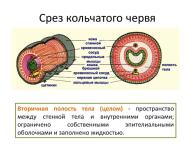 Слайды презентации — Клименко Марина Сергеевна