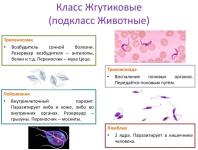 Слайды презентации — Клименко Марина Сергеевна