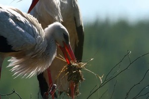 Жизнь птиц. — Кутинов Максим Юрьевич