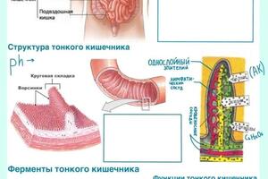 Примерно так выглядит рабочая тетрадь по биологии, которую я сама создаю, а потом вместе с учениками мы ее заполняем — Лихотворик Юлия Евгеньевна