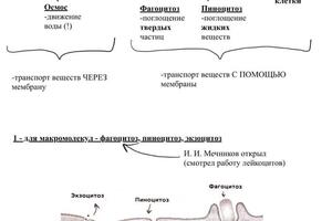 Портфолио №3 — Морозова Анастасия Сергеевна